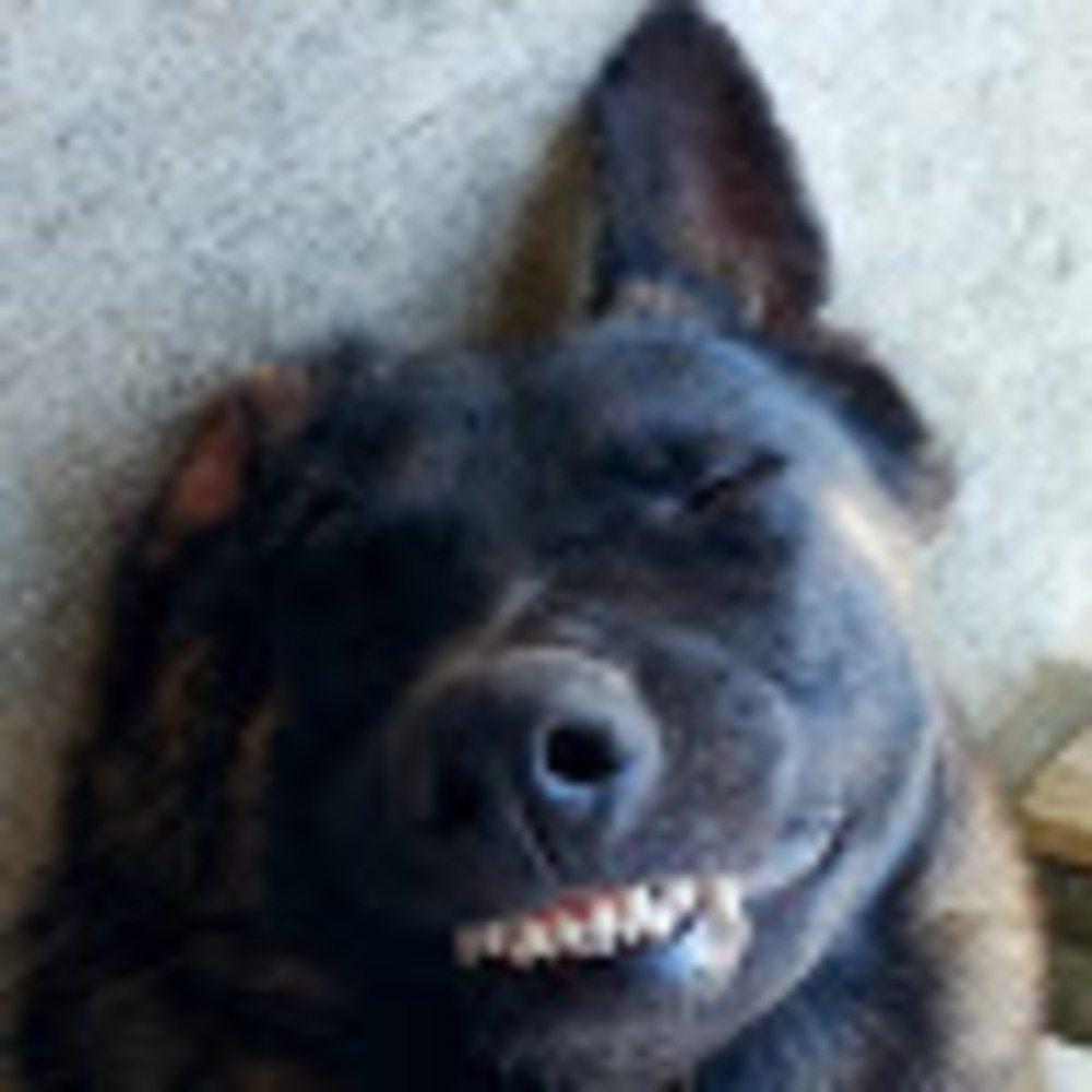 Meet your Posher, Moe